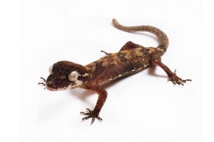 Cyrtodactylus elok